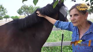 Prevenir que el caballo tenga garrapatas y reducir el peligro de Piroplasmosis  Parte 22 [upl. by Ettenna137]