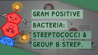 Gram Positive Bacteria Streptococci and Group B Streptococcus Streptococcus Agalactiae [upl. by Ethelbert]