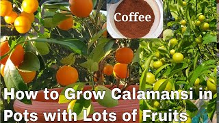 6 Steps to Whole Year Round Fruiting of Calamansi or Calamondin in Pots [upl. by Farrow31]