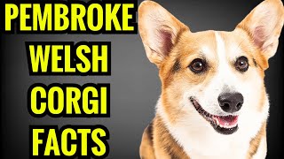 Pembroke Welsh Corgi  Top 13 Facts [upl. by Seditsira]