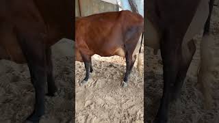 Girlando cowcow gircrosscow animals yt cattlefarm punjabisong [upl. by Vocaay]