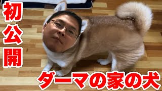 ダーマの実家の柴犬をご紹介します。 [upl. by Popele]