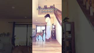 song vlog malinoispower minivlog emotional puppy malinois shortvideo music dogmom [upl. by Sells322]