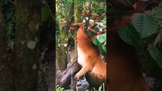 The calf is stuck in the tree 😚😰 cow calf animals shortvideo [upl. by Assiar]