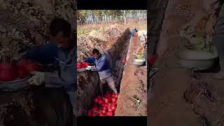 “Chinese farmers storing radishes in preparation for winter” woodfarmart potteryworkshopfarming [upl. by Lemhaj]