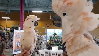 Cockatoos meet each other in pet store hilarity ensues [upl. by Atiekram]