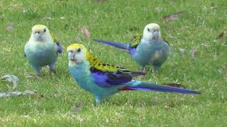 Paleheaded rosella  Platycercus adscitus [upl. by Race]