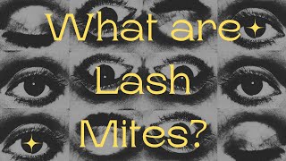 What are Lash Mites And Why Are They On You [upl. by Aihsein]