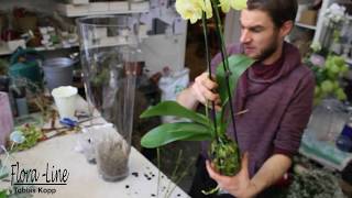 DIY Blickfang für das Wohnzimmer  Orchidee in Glasvase pflanzen [upl. by Kram]