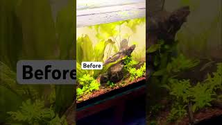 Maintenance on planted discus tank PlantedDiscusTank AquariumMaintenance PlantedAquariums [upl. by Edsel]