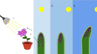 Phototropism Lecture Video  Mechanism Types Importance Example [upl. by Siron]