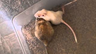 Baby Gerbil Dominates Over Adult Gerbil [upl. by Lomasi]