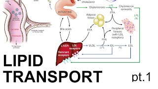 Lipid Transport pt 1 [upl. by Iana]