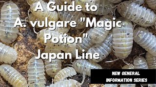 Learn About the Armadillidium vulgare quotMagic Potionquot Isopod [upl. by Atiugram]