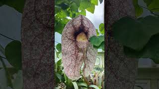 Alien flower KEW GARDENS Aristolochia gigantea plants gardening [upl. by Vikky]