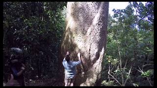 New Zealand Kauri Agathis australis identification [upl. by Quigley]