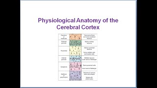 Physiological Anatomy of the Cerebral Cortex [upl. by Josefa]