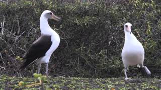 Laysan albatross Kaena Point Oahu Hawaii [upl. by Saideman7]