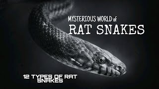 types of rat snakes12 types of rat snakesnonvenomous rat snakesrat snake [upl. by Acilef]