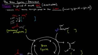 Urea Cycle Part 1 of 5  Overview [upl. by Cherianne]