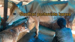 pashu karavapashu paripalanam cowfarm farming [upl. by Opportuna]