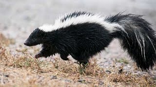 Love stinks It’s skunk mating season in Ohio [upl. by Rosie]