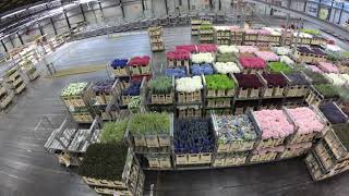 Flora Holland Flower Auction Aalsmeer Tour  4K [upl. by Ginzburg]