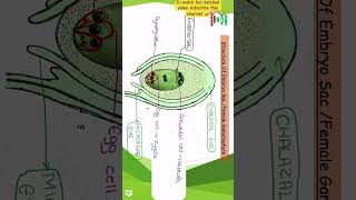 Structure of ovule  class 12 chapter 1 biology [upl. by Antoinette]