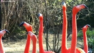 Flamants Roses rigolos qui bougent leurs têtes en même temps [upl. by Hgieloj224]