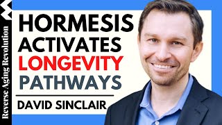 DAVID SINCLAIR quotHormesis Activates Longevity Pathwaysquot  Dr David Sinclair Interview Clips [upl. by Milore]