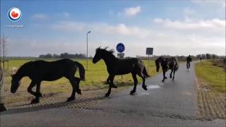 Friese paarden verhuizen van het weiland naar stal [upl. by Amalbena320]