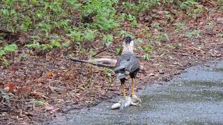 Caracara cheriway comiendo Ctenosaura similis garrobo [upl. by Simona922]