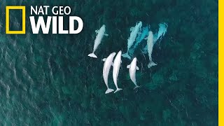 See Hundreds of Beluga Whales Gathering in the Arctic  Nat Geo Wild [upl. by Ulund]