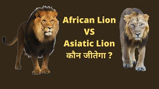 African Lion Vs Asiatic Lion who will win  Jungle Safari [upl. by Eiwoh]