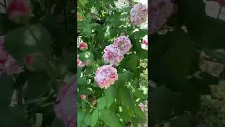 Rose garden climbing roseplants💗🤍💗beautiful flowersblooming gardening shorts [upl. by Gambrell680]