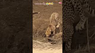 Jaguar VS Crocodile Status 🐊 Khalnayak hetarun0669 subscribe dangerousyoutubeshorts viralvideo [upl. by Whitney293]