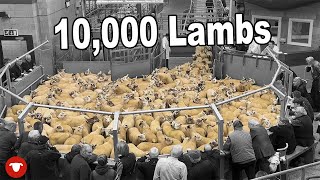 Huge sale of STORE LAMBS Can we buy some [upl. by Fedora]