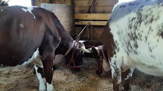 2019 Fryeburg Fair clip 7 [upl. by Ronaele277]