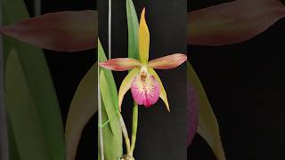 Brassavola nodosa x Cattleya Bright Angel anggrek orchids [upl. by Enylekcaj23]