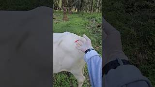 Injection lagane ka proper tarika 💉 veterinary cow veterinary shorts short [upl. by Dinesh]