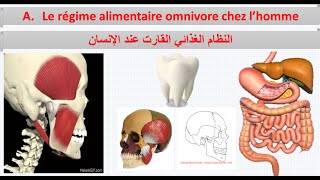 régime alimentaire omnivore chez lhomme 1ère APIC [upl. by Umeh]