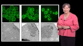 Susan Lindquist Whitehead MIT  HHMI 1b Protein Folding in Neurodegenerative Disease [upl. by Barram874]