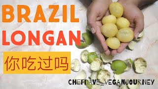 BRAZIL LONGAN POMETIA PINNATA [upl. by Nelon979]