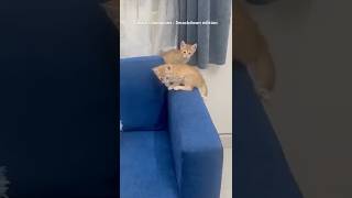 Mellow and Aaiko the champions 💪🏼cat wwe funny catshorts catlovers catvideos comedy cats [upl. by Ecnesse984]