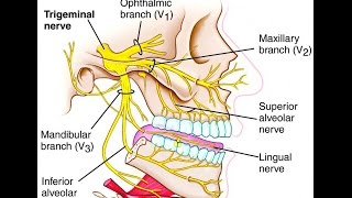Анатомия Тройничный нерв nervus trigeminus [upl. by Aciemaj960]