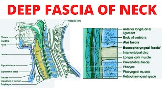 Deep Fascia of Neck [upl. by Niowtna]