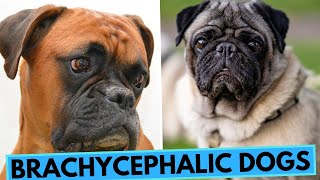 Brachycephalic FlatFaced Dogs  What You Need to Know [upl. by Fagan]