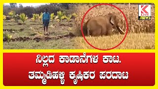 Shivamogga Breaking News  Elephant News Shimoga klivenews kannadanews elephantnews breakingnews [upl. by Buote189]