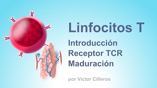 Linfocitos T Introducción y maduración [upl. by Yramanna]