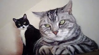 The Most Over DRAMATIC CATS Ever 😂 Funny Cat Videos of 2024 😹 [upl. by Joyan]